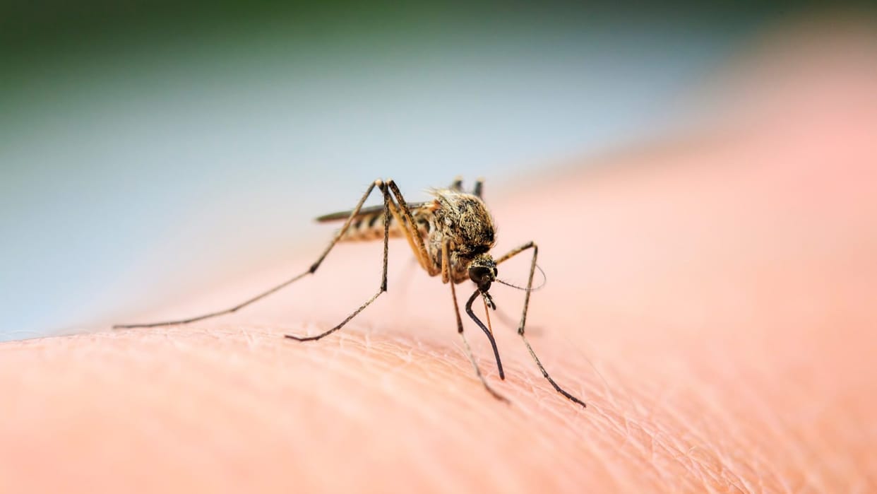 Mosquito infestation rises threat of Dengue and Malaria looms