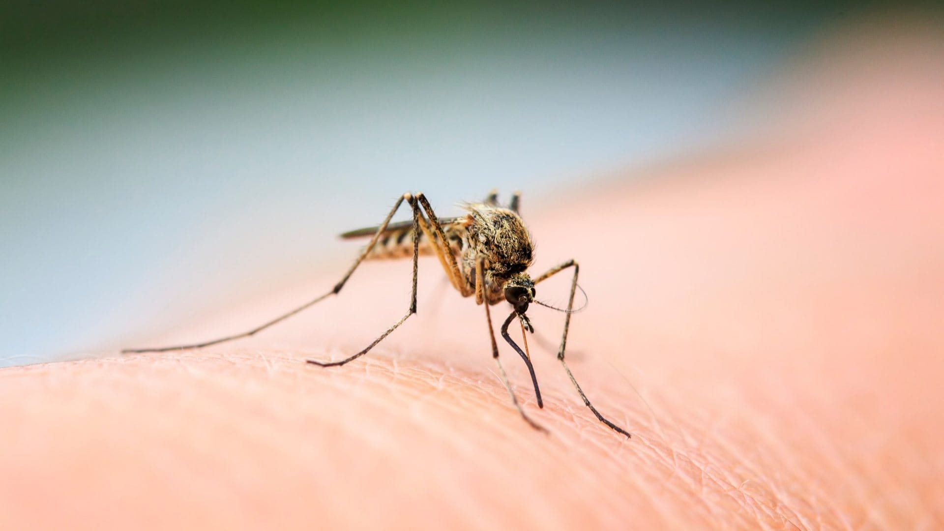 Mosquitoes Prefer Beer Drinkers, Festival Study Shows