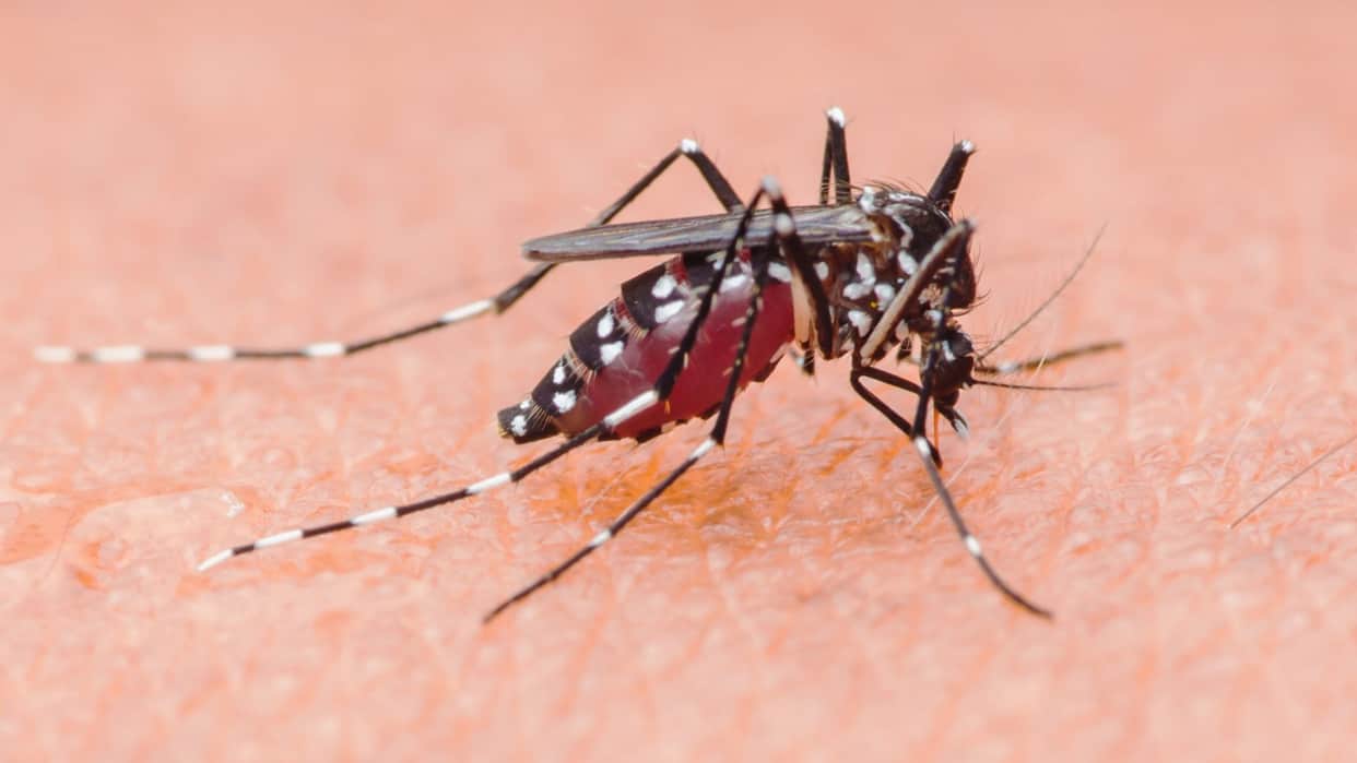 Mosquitoes Prefer Beer Drinkers, Festival Study Shows