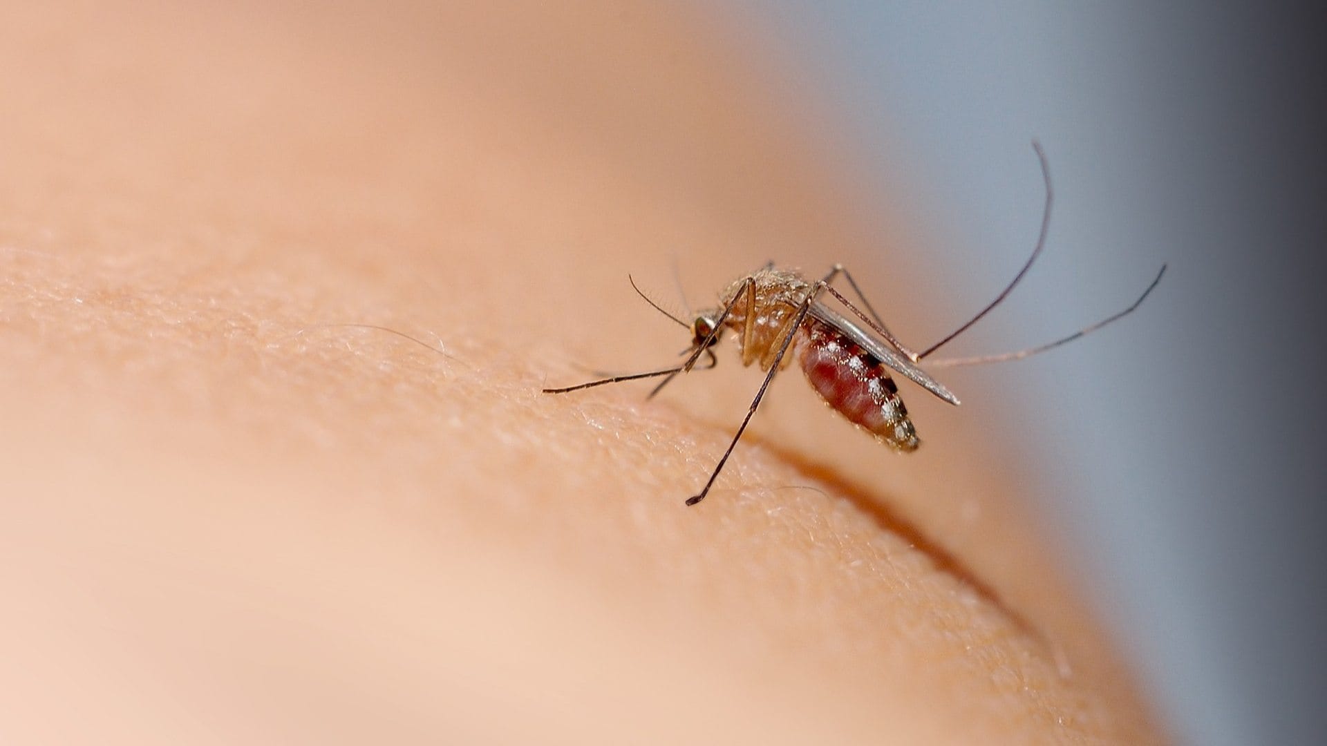 Mosquitoes Prefer Beer Drinkers, Festival Study Shows