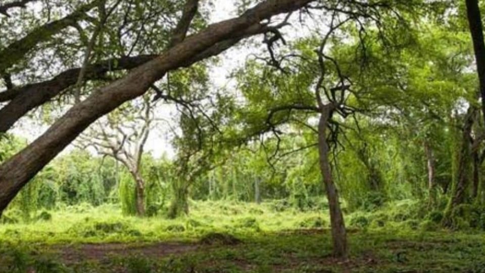 According to IIT Kharagpur study photosynthetic efficiency of India forests declining over past 10 years