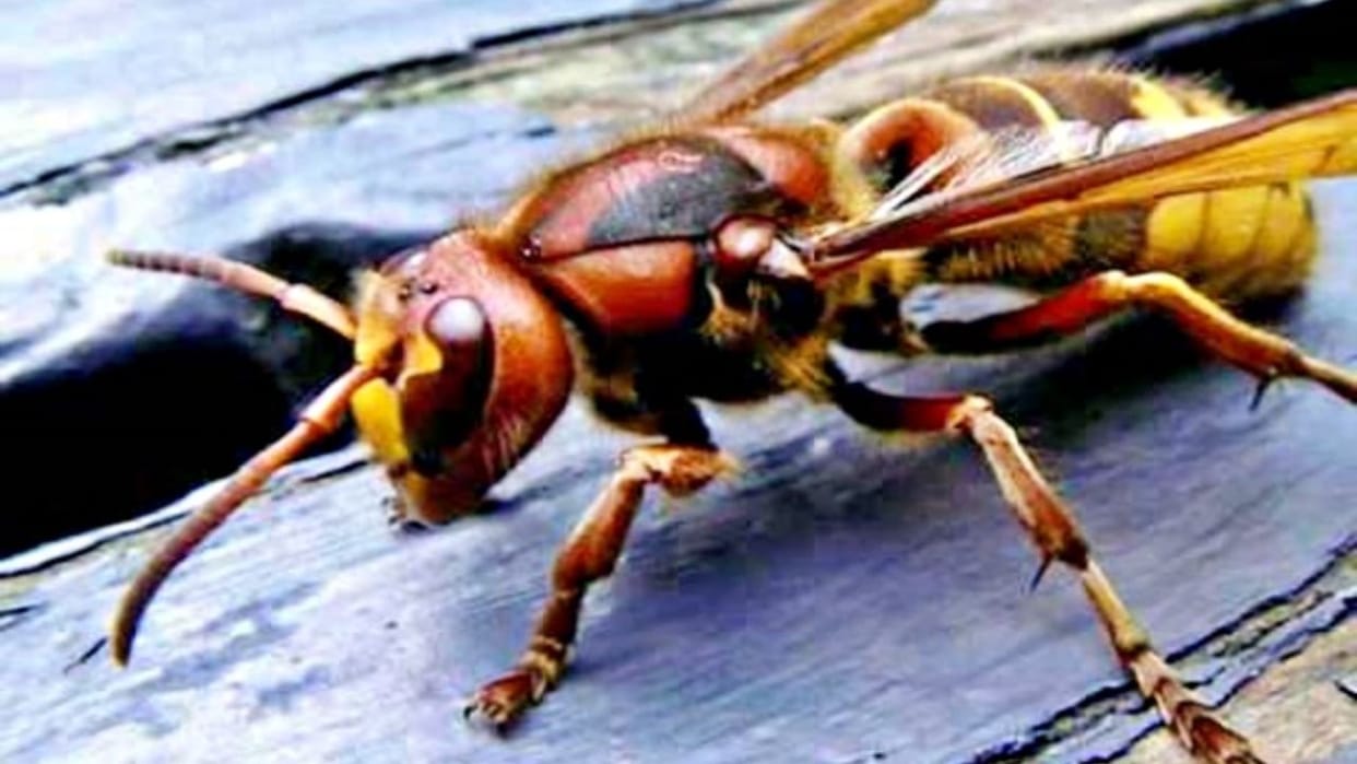 Himachal Mother Dropping Children Off at School Attacked by Hornets Along with Her Two Kids