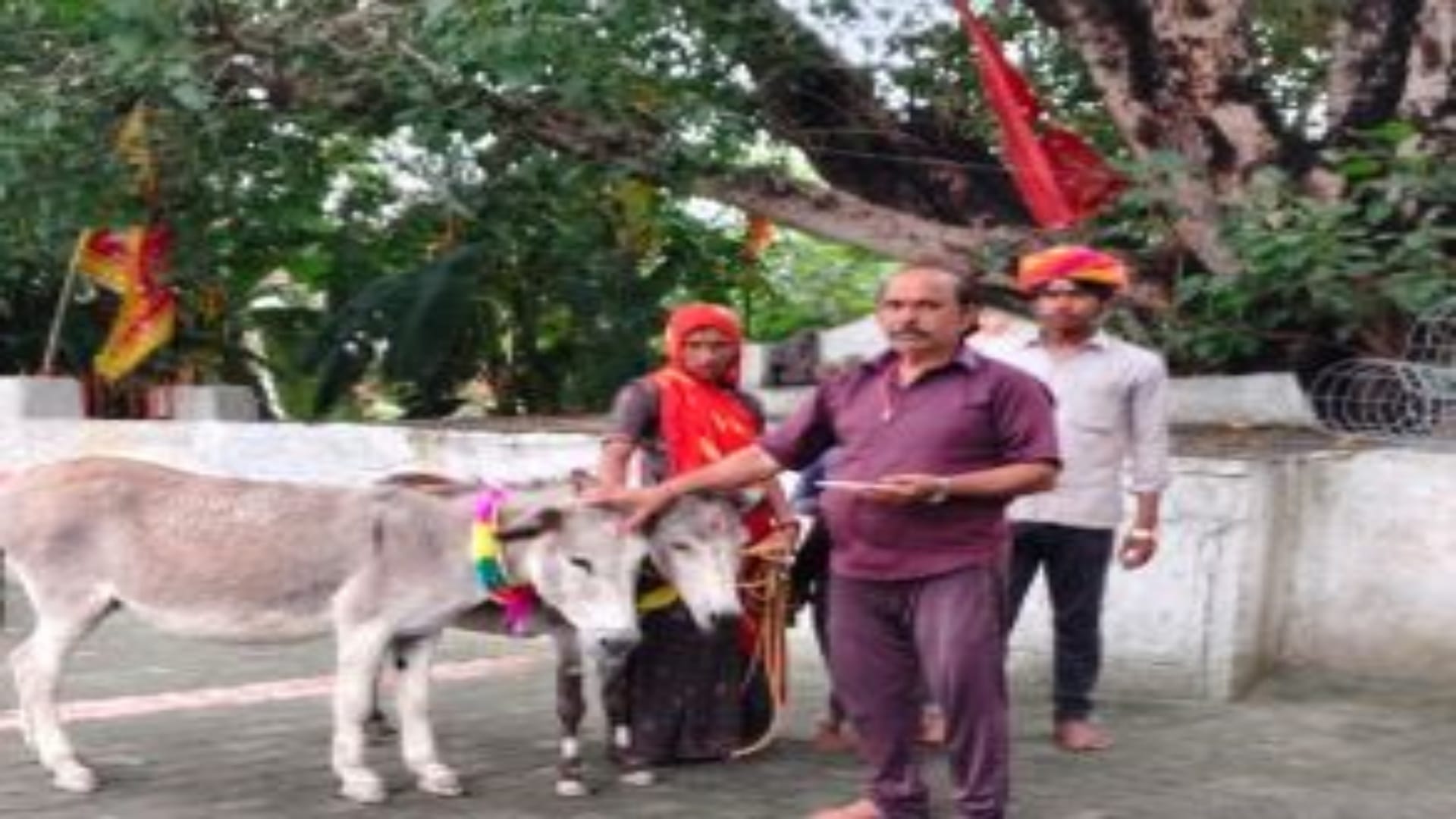 Rajasthan News: Donkeys Enjoy Gulab Jamun as Villagers in Mahendragarh Worship to Fulfill Rain Vow