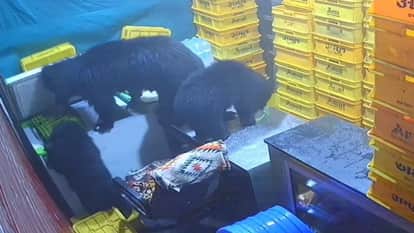 Sirohi News: Female bear with 2 cubs enters shop in Mount Abu, forest dept’s laxity creates fear among locals