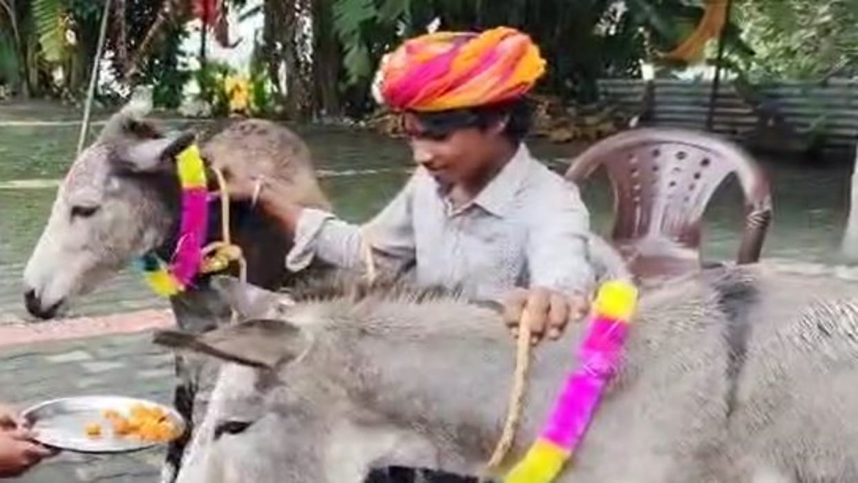 Rajasthan News: Donkeys Enjoy Gulab Jamun as Villagers in Mahendragarh Worship to Fulfill Rain Vow