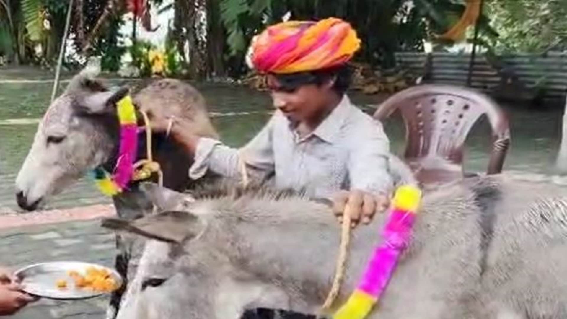 भीलवाड़ा में गधों ने खाए गुलाब जामुून