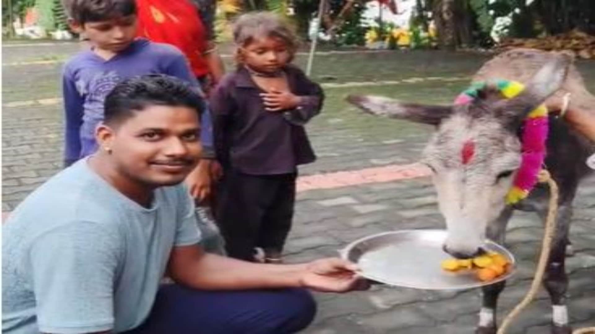 Rajasthan News: Donkeys Enjoy Gulab Jamun as Villagers in Mahendragarh Worship to Fulfill Rain Vow