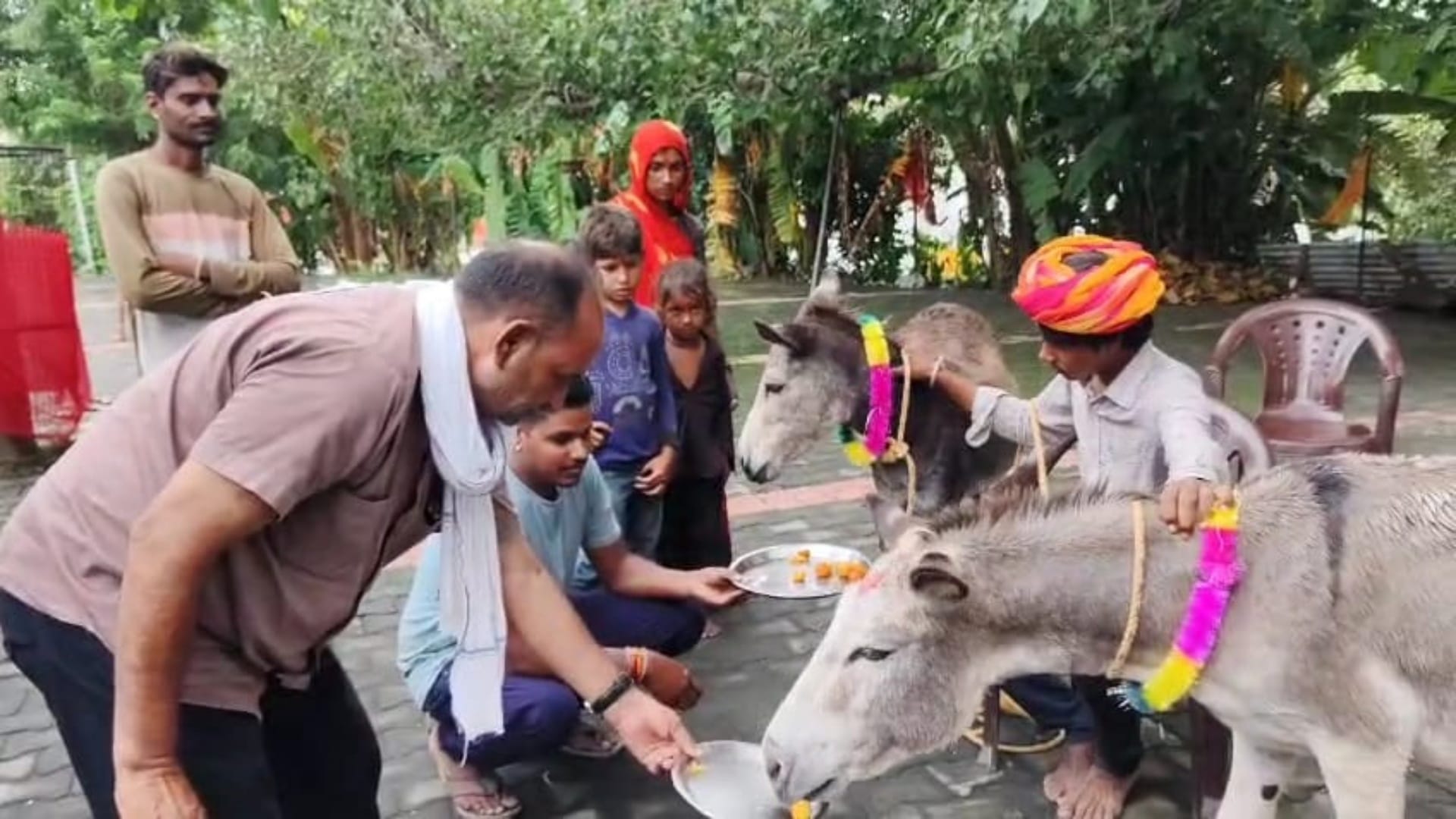 Rajasthan News: Donkeys Enjoy Gulab Jamun as Villagers in Mahendragarh Worship to Fulfill Rain Vow
