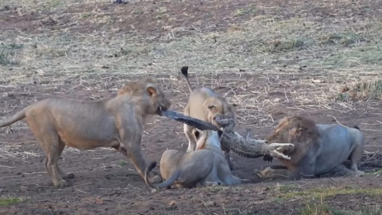 A group of lions caught a crocodile, held it in their mouth and tore it into pieces, video goes viral