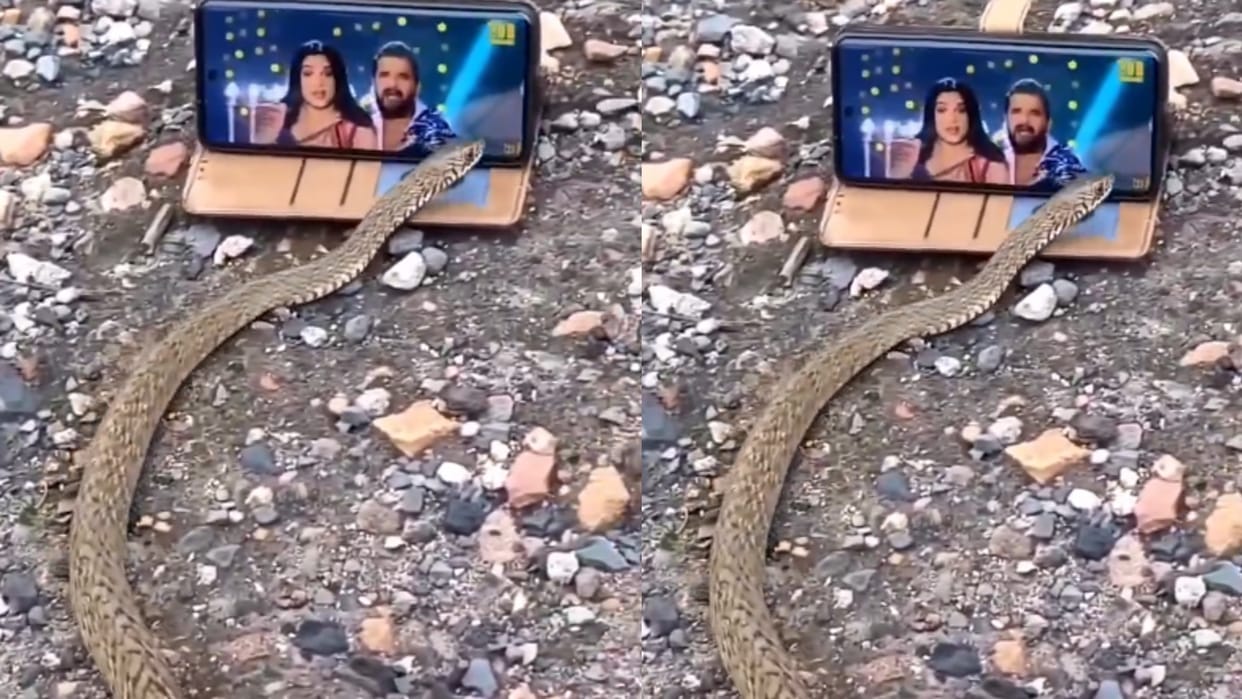 Snake reaction on bhojpuri song video goes viral snake viral video
