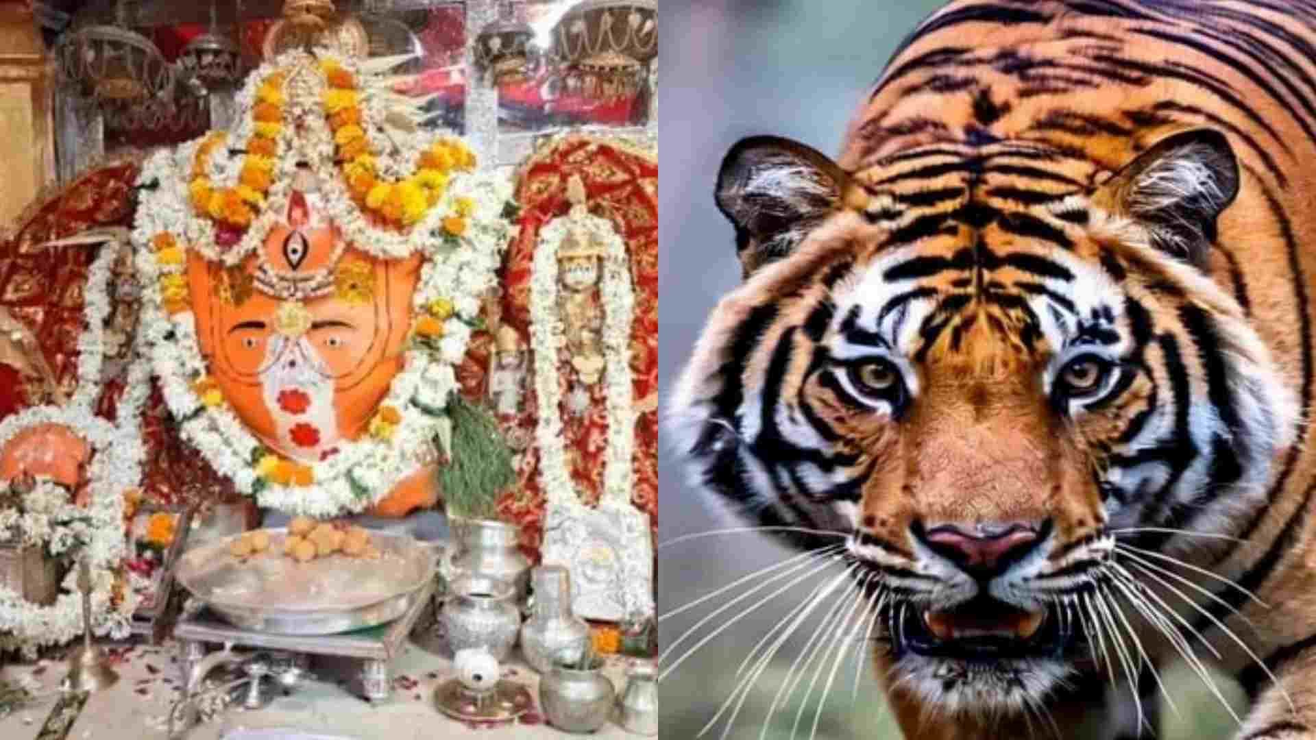 Trinetra Ganesh Mandir: Administration alert on tiger movement in Lakkhi fair