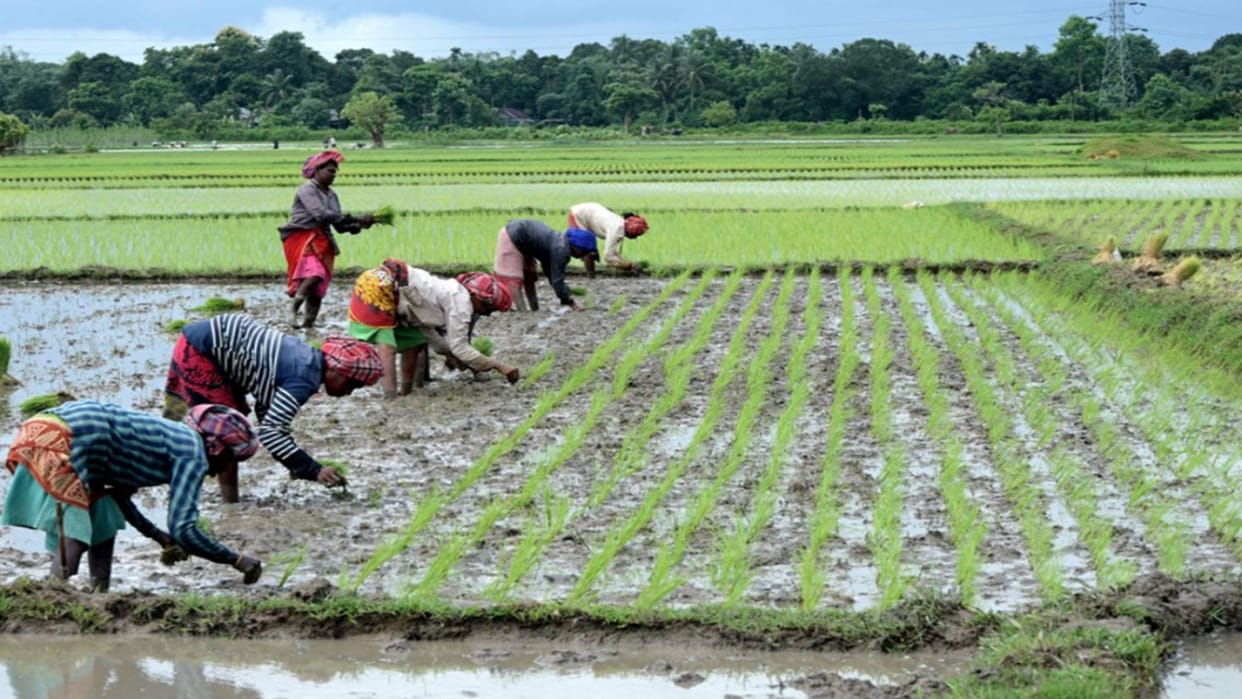 109 pc increase in paddy sowing, Kharif crops benefit from good monsoon rains: Report
