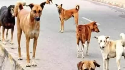 Dog bites will be curbed Dog shelters will be built in every district of Uttar Pradesh