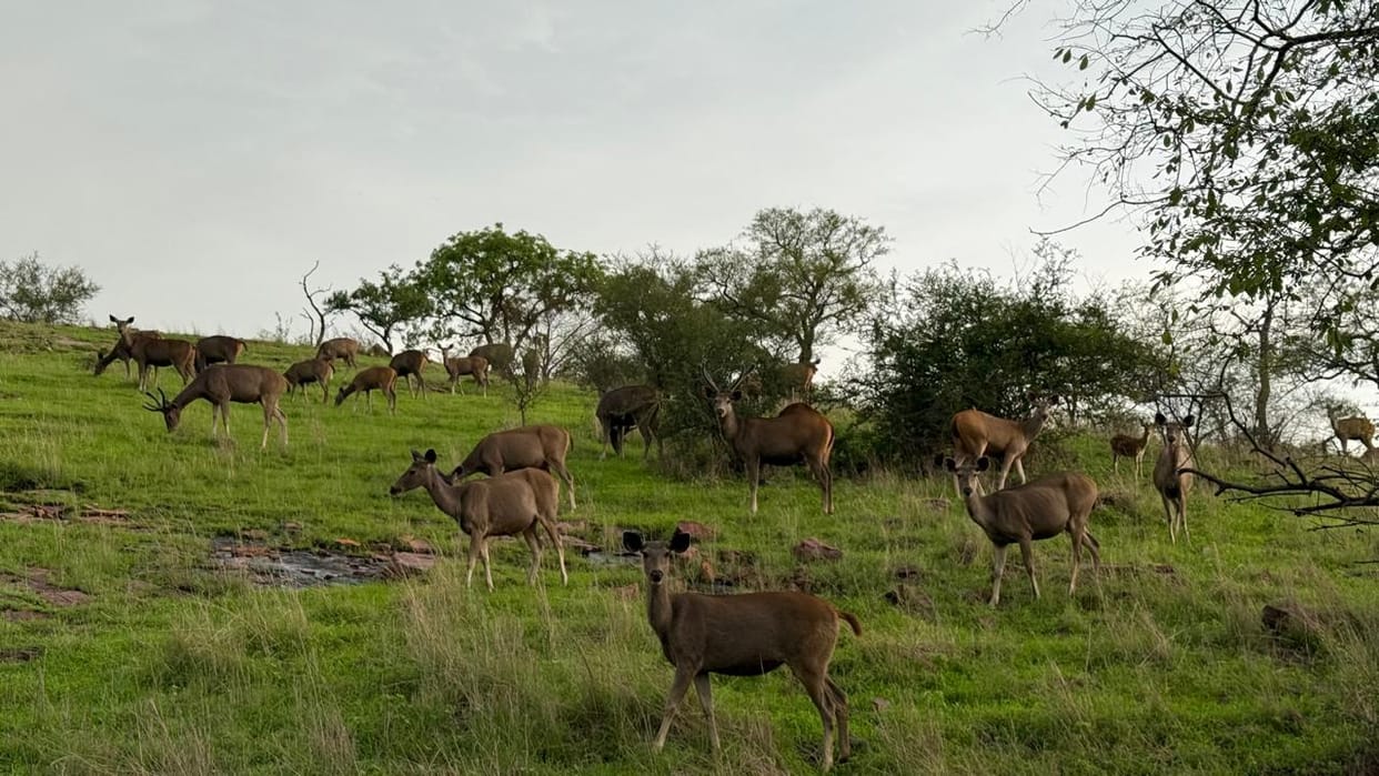 Ranthambore Tiger Reserve: Big cats in Ranthambore have retreated to hills and rocky shelters due to rainfall