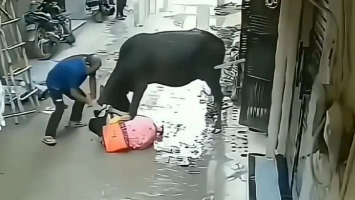 A woman was dying due to a bull attack a brave man saved her life Video goes Viral on Internet