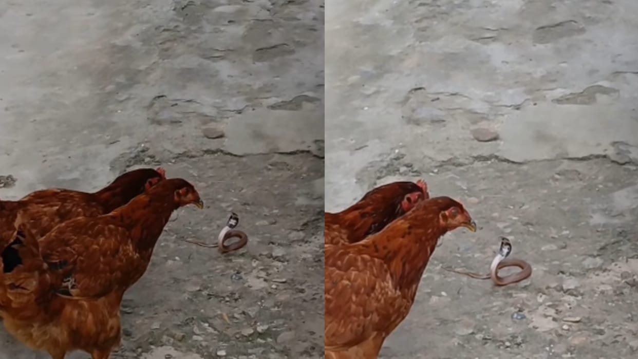 animal video hen killed cobra animals fight video trending reel murgi aur saanp ki ladai