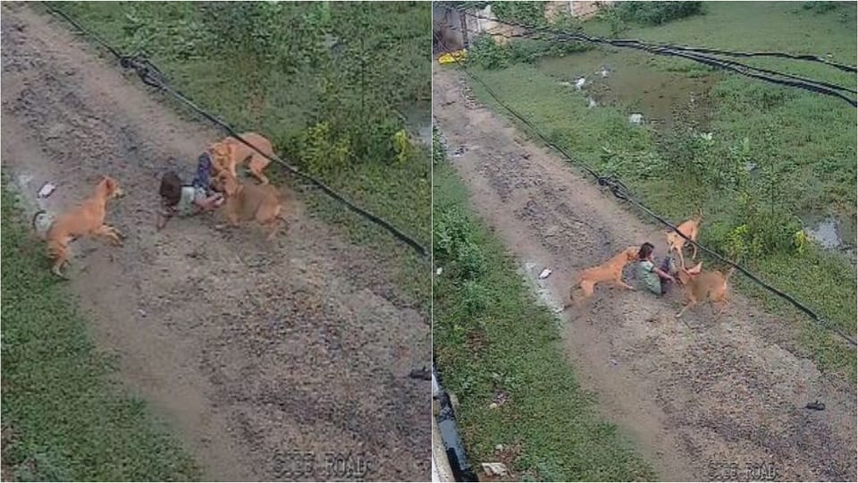 Girl injured in stray dog attack in mathura