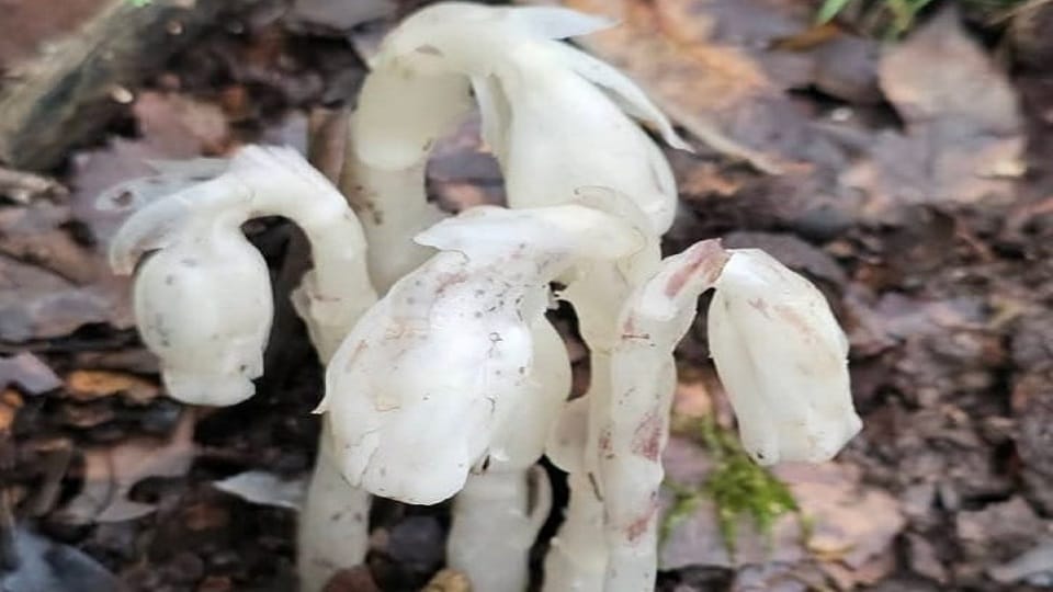 The bhoot plant was found in the Vinayak forest area of Nainital