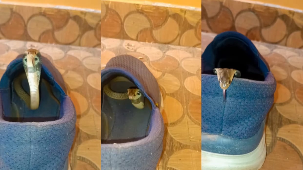 Cobra found in shoe cobra snake saanp ka viral video social media trending