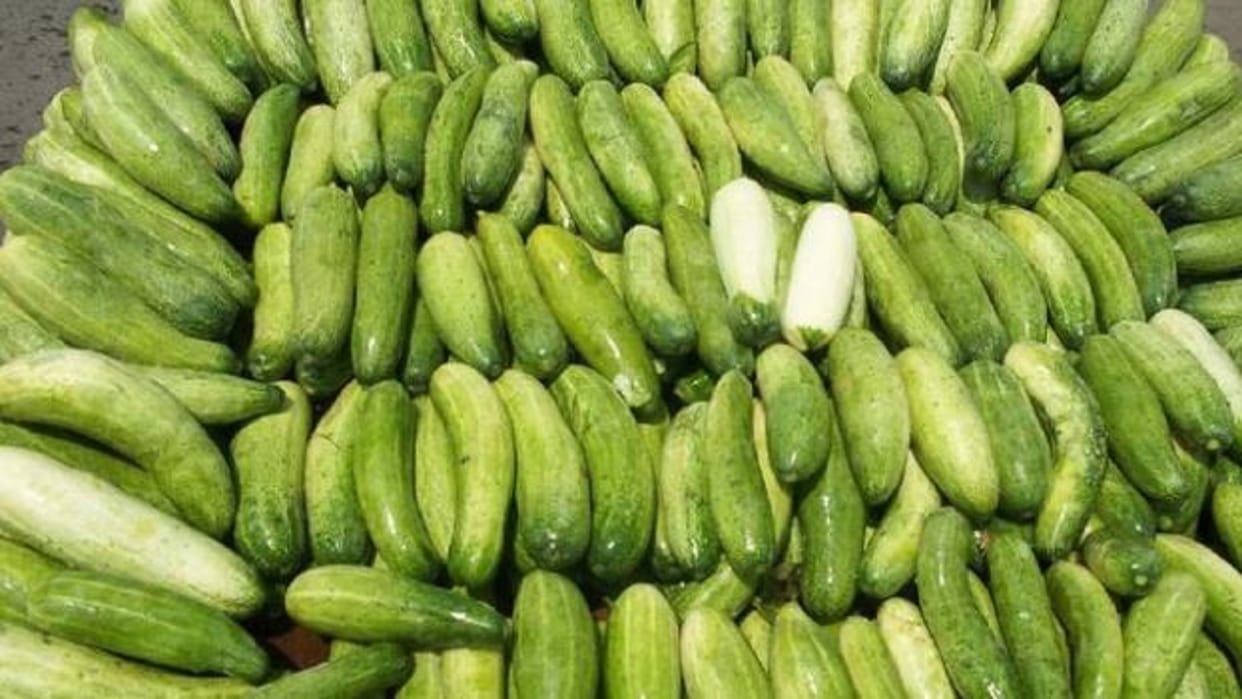 People of Delhi-Punjab are liking the cucumber of Magalganj farmers are also getting profit at low cost