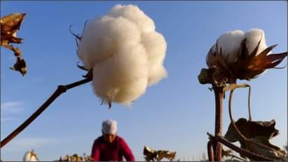 Punjab Floods thwart efforts to increase cotton production limiting production