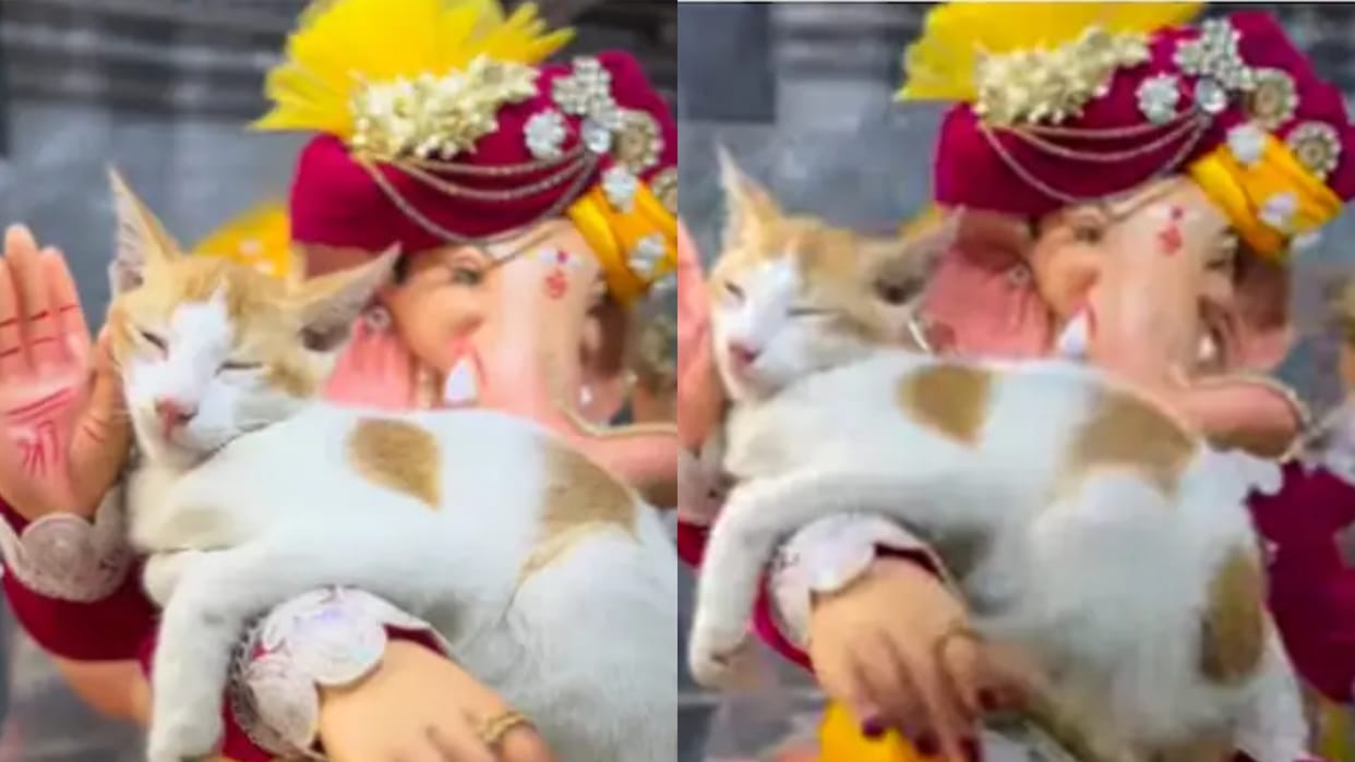 Cat seen relaxing on Ganesh idol Video goes Viral on Internet see netizens reaction on this