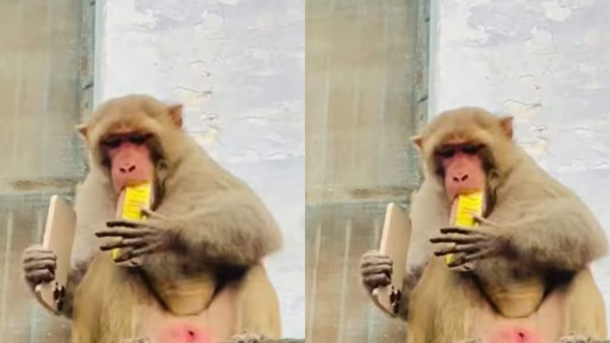 A monkey climbed onto the roof with a mans iPhone he had to struggle a lot Video goes Viral