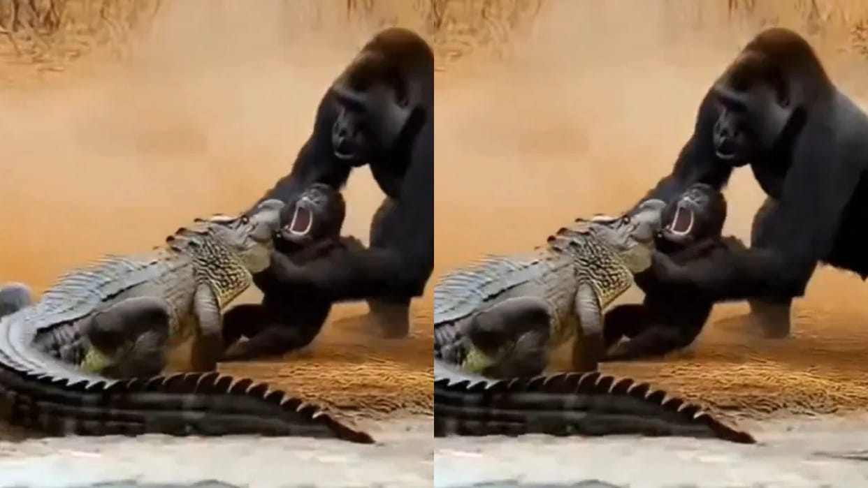 The crocodile was holding the gorilla in its mouth then the mother came and picked it up and threw it
