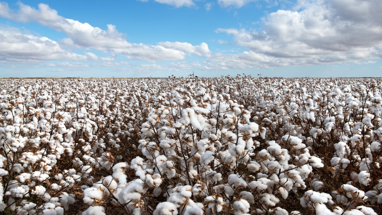 BKS objected to the decision to increase cotton import exemption, said- farmers will suffer losses
