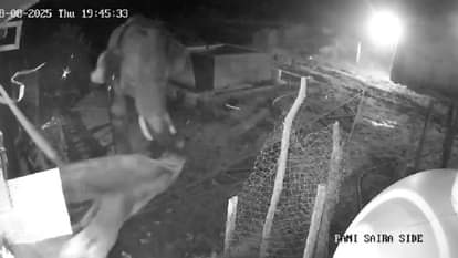 People were scared seeing the elephant entering the poultry farm