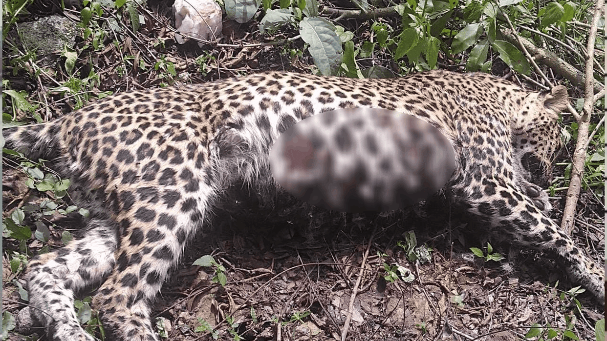 death of injured leopard in Bijapur Bhairamgarh Sanctuary raised many questions