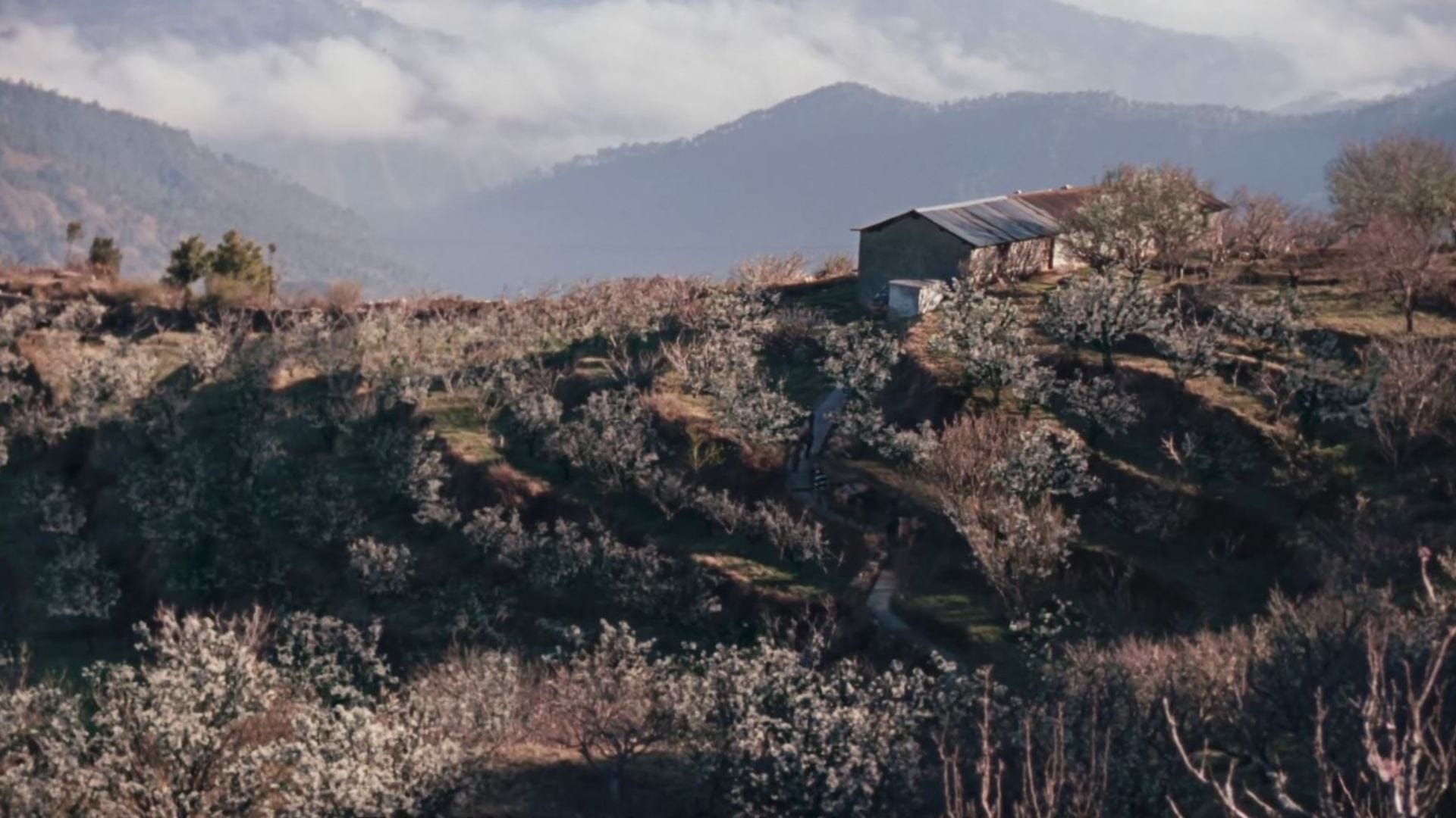 Jugnuma Trailer release Manoj Bajpayee searching how fire burnt crops on Hills