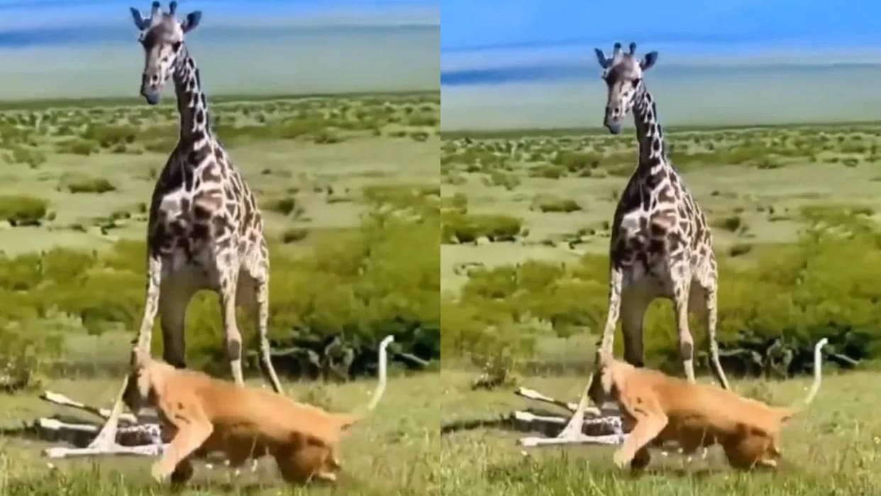 The lioness was hunting the baby then the mother giraffe came and thrashed her so badly that she ran away