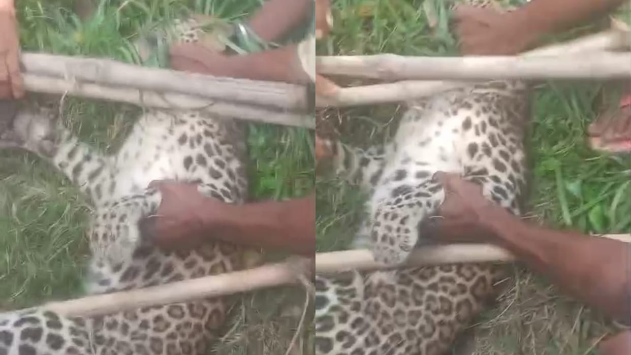 Villagers caught a leopard in Lakhimpur Kheri