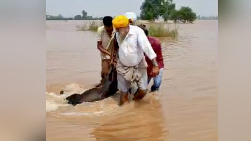 Flood in Punjab Relief and rehabilitation work continues