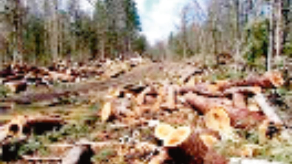 Five lakh people died due to deforestation in 20 years 50 percent of deaths in South-East Asia