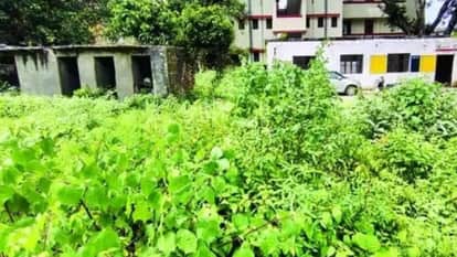 स्कूल परिसर में खड़ी झाड़ियां