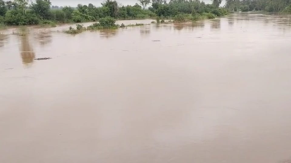 Flood in Haryana Rain alert in Haryana