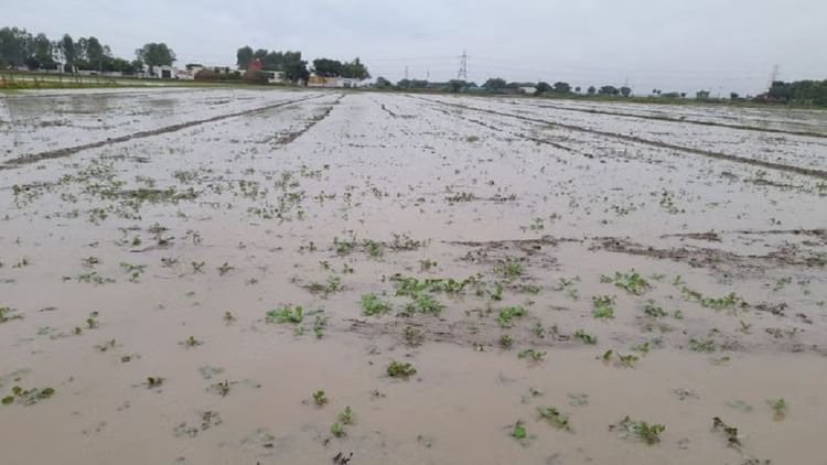 E-compensation Portal Opened In 12 Districts Of Haryana – Amar Ujala Hindi News Live