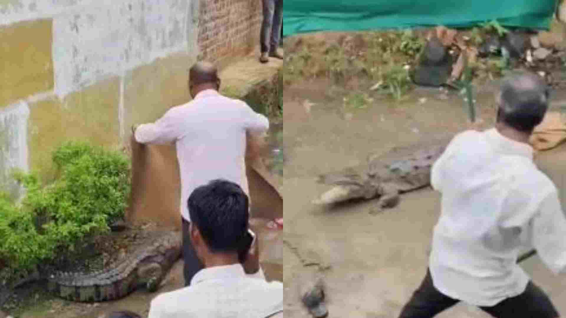 मगरमच्छ पकड़ती वन विभाग की टीम।