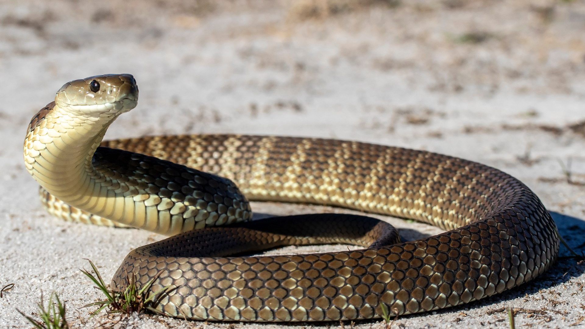 Baghpat: BKU leader's wife bitten by snake, dies in hospital, uproar over allegations of anti-venom overdose