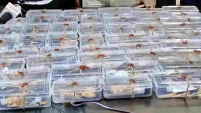 MP News: STF caught two criminals of Jharkhand gang involved in Jabalpur bank robbery