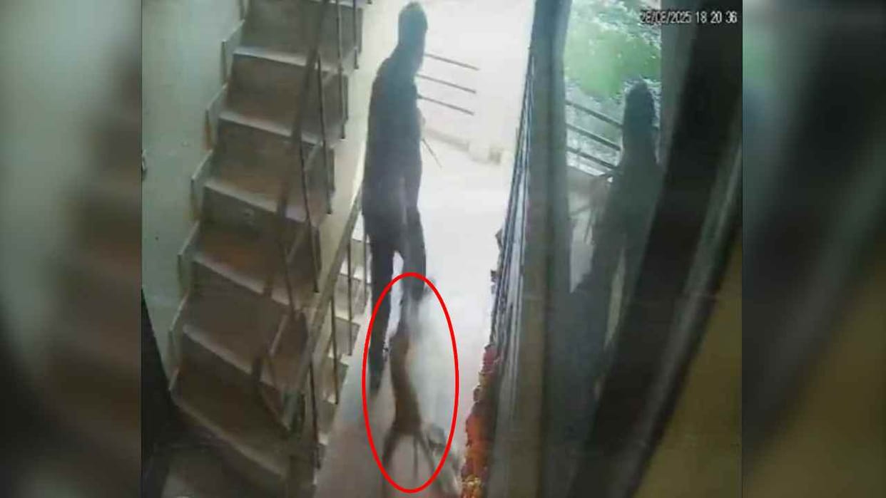 Pet puppy beaten to death and then thrown down from second floor
