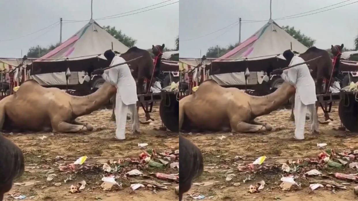 The camel kept suffering in the sun and the owner kept hitting it with a stick Video goes viral on Internet
