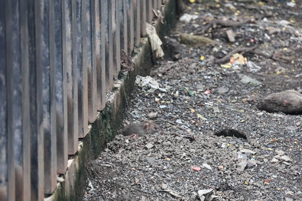 MYH rat incident: Now Rahul Gandhi attacked, said- this is not an accident, it is a straight murder