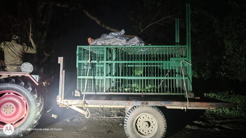 Bijnor: Leopard pounced on six year old child, when he made noise he ran away, died in agony