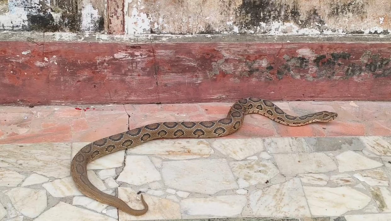 Kanpur Russell Viper reached Najafgarh after flood of Ganga snake friend left it safely in forest