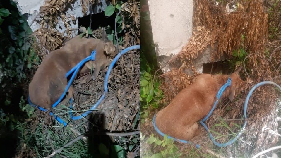 Dog Allegedly Killed by Pipe Tied Around Neck in Agra Viral Photo Sparks Outrage Among Animal Lovers