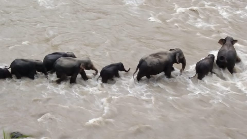 Kotdwar: Elephant calf swept away in the flood of Khoh river rescued by the herd