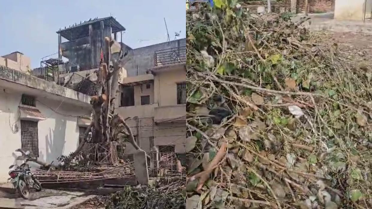 Jhansi: Old peepal tree cut, many birds including extinct species of wild owl died, more than 200 rescued